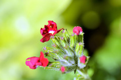 Verbena flowering