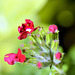 Verbena flowering