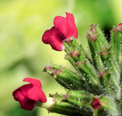 Verbena flower buds opening
