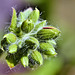 Geranium flower buds