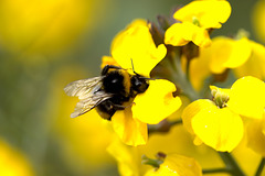 Bee on Wallflower  Erysimum