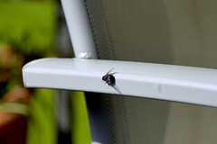 A fly on the chair