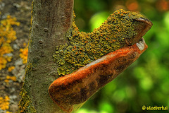 Bracket fungus at a peach-tree