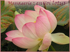 Envoi lotus