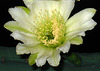 Cereus Bloom (3518)