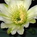 Cereus Bloom (3518)