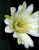Cereus Bloom (3519)