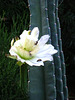 Cereus Bloom with Bees (3523)