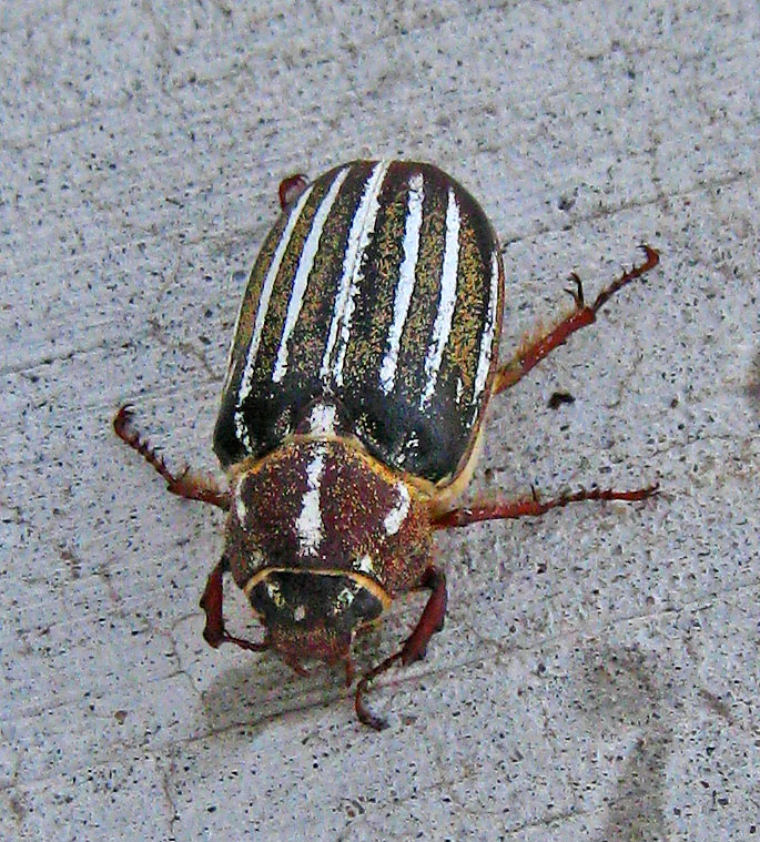Beetle (3529)