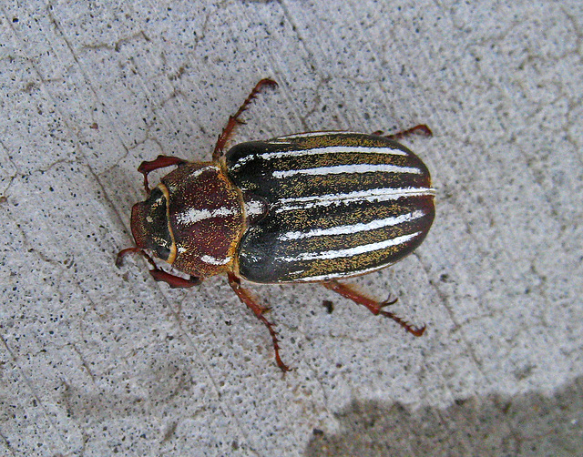 Beetle (3530)