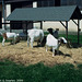 Goats at Vyletni Areal Pencin, Jablonec nad Nisou, Liberecky Kraj, Bohemia (CZ), 2009