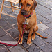 bonkora hundo - gutmütiger Hund