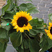 sunfloro - Sonnenblume