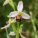 ...orchidée sauvage (dans les collines provençales )...