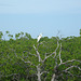 white heron
