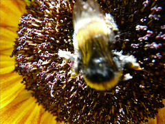 la valse des abeilles