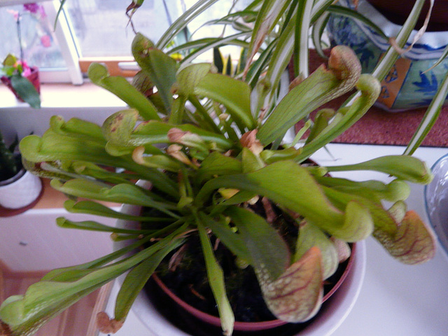 plante carnivore plante carnivore