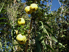 A-dos-Ruivos, there will be quince jam