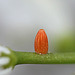 Patio Life: Orange-tip Butterfly Egg