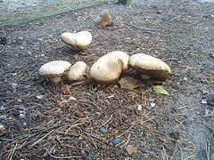 Mushrooms in the parking lot
