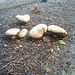 Mushrooms in the parking lot