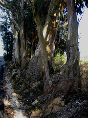 A-dos-Ruivos, eucalyptus, surf of roots