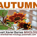 Autumn.56Birthday.Progressive.Autumnal.5October2009