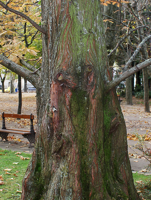 Metasequoia glyptostroboïdes - Metasequoia du Sichuan