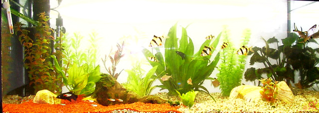 2003-04-01 06 akvario