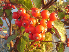 Berries in the first sunlight