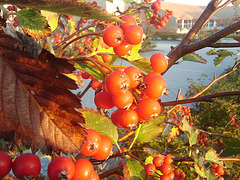 Berries in the first sunlight