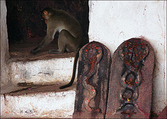Monkey in the temple
