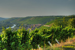 View from vineyard to Randersacker