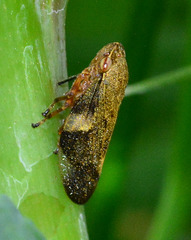 Common Froghopper, Philaenus spumarius