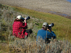 Photographing Bison in Hayden Valley (4156)
