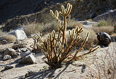 Cholla in Borrego Palm Canyon (3395)