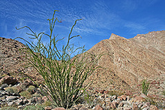 Ocotillo in Borrego Palm Canyon (3389)