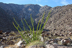 Ocotillo in Borrego Palm Canyon (3390)