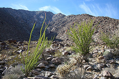 Ocotillo in Borrego Palm Canyon (3393)