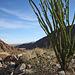 Ocotillo in Borrego Palm Canyon (3394)