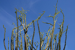 Ocotillo in Borrego Palm Canyon (3402)