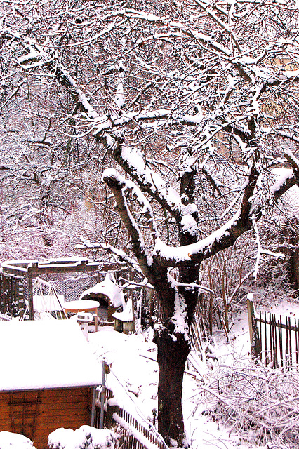 vintra ĉerizarbo - Kirschbaum im Winter