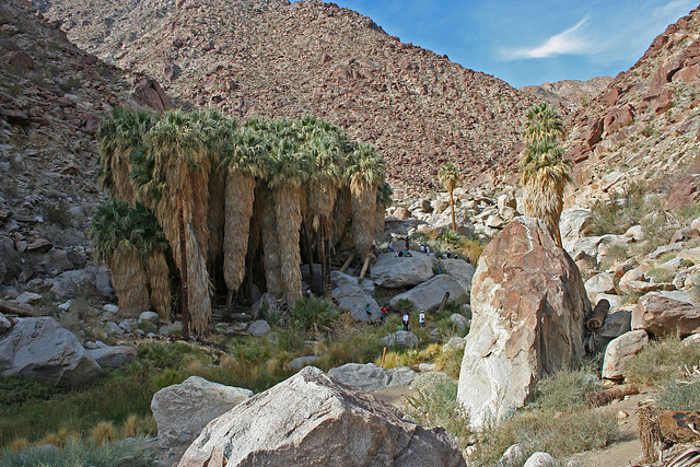 Borrego Palm Canyon Oasis (3320)