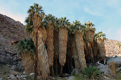 Borrego Palm Canyon Oasis (3321)