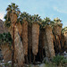 Borrego Palm Canyon Oasis (3321)