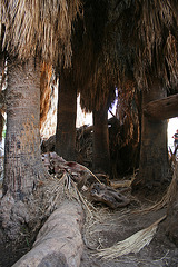 Borrego Palm Canyon Oasis (3332)