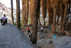 Borrego Palm Canyon Oasis (3334)