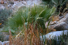 Borrego Palm Canyon Oasis (3351)