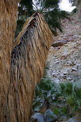 Borrego Palm Canyon Oasis (3354)