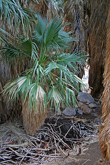 Borrego Palm Canyon Oasis (3371)